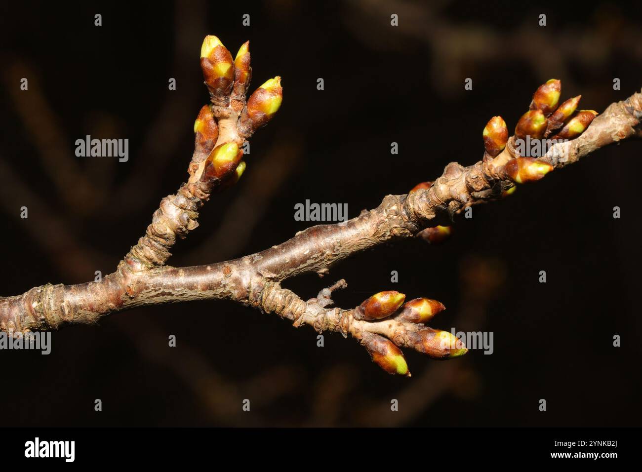 English oak (Quercus robur Stock Photo - Alamy