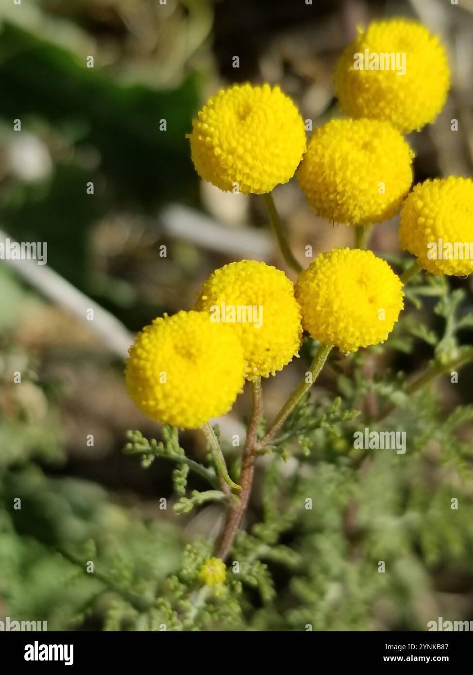 Stinknet hi-res stock photography and images - Alamy