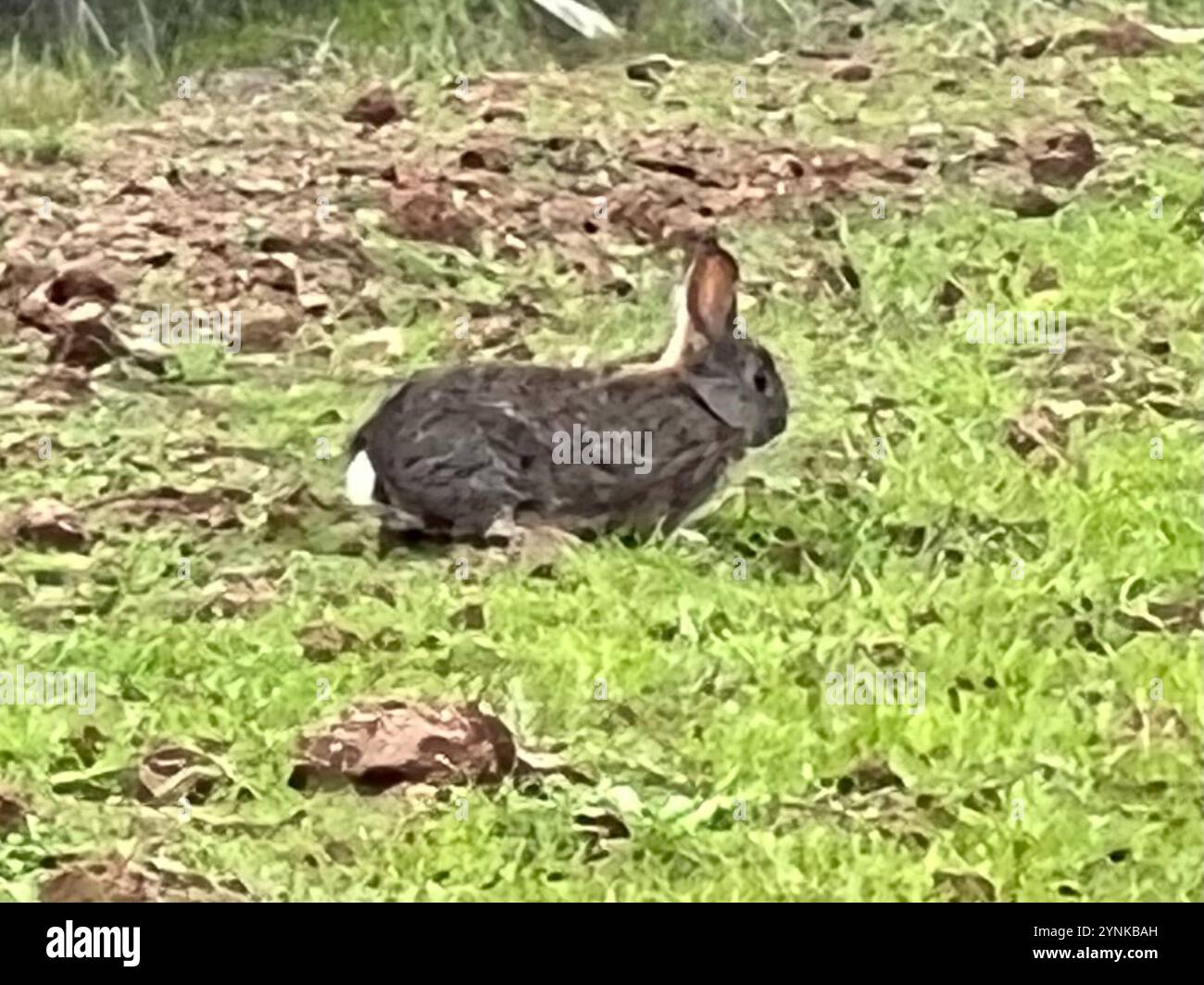 Brush Rabbit (Sylvilagus bachmani Stock Photo - Alamy
