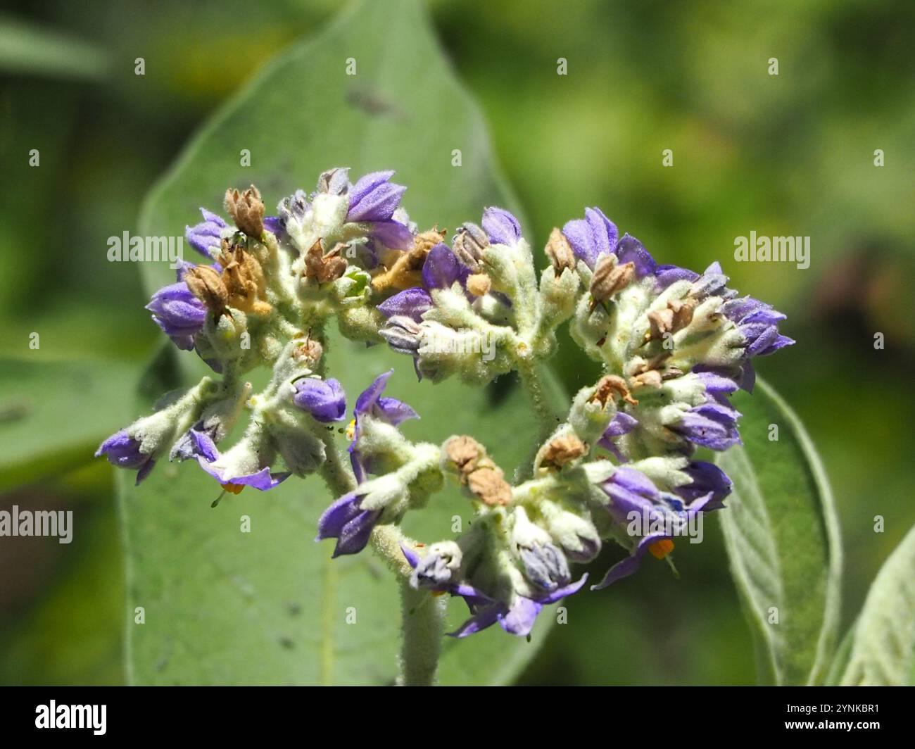 Bugweed hi-res stock photography and images - Alamy