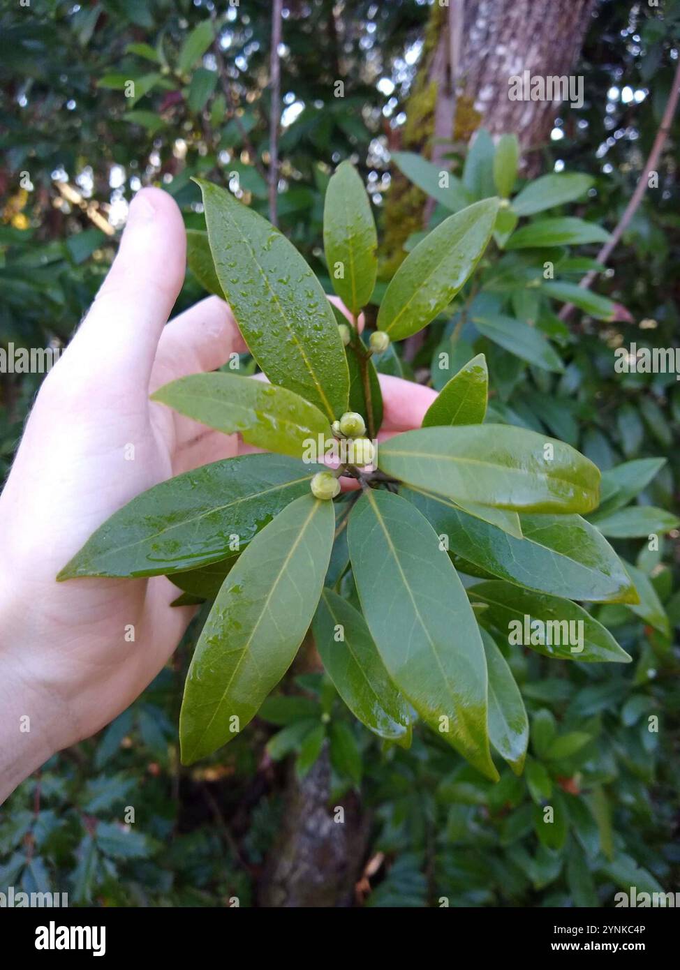 California bay (Umbellularia californica Stock Photo - Alamy