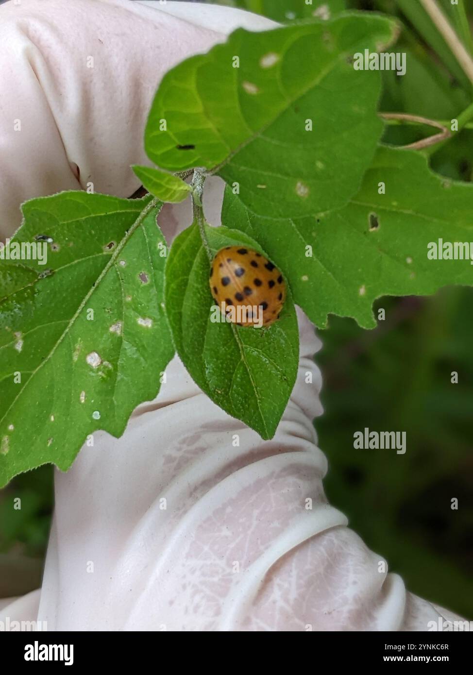 Hadda Insect Vigintioctopunctata hi-res stock photography and images - Alamy