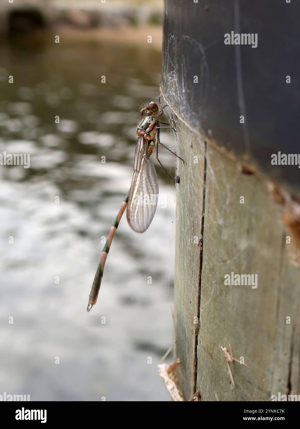 Blue Ringtail (Austrolestes annulosus Stock Photo - Alamy