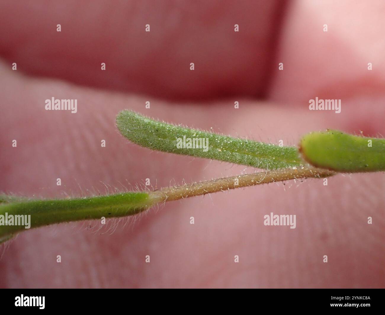 tidy tips (Layia platyglossa Stock Photo - Alamy