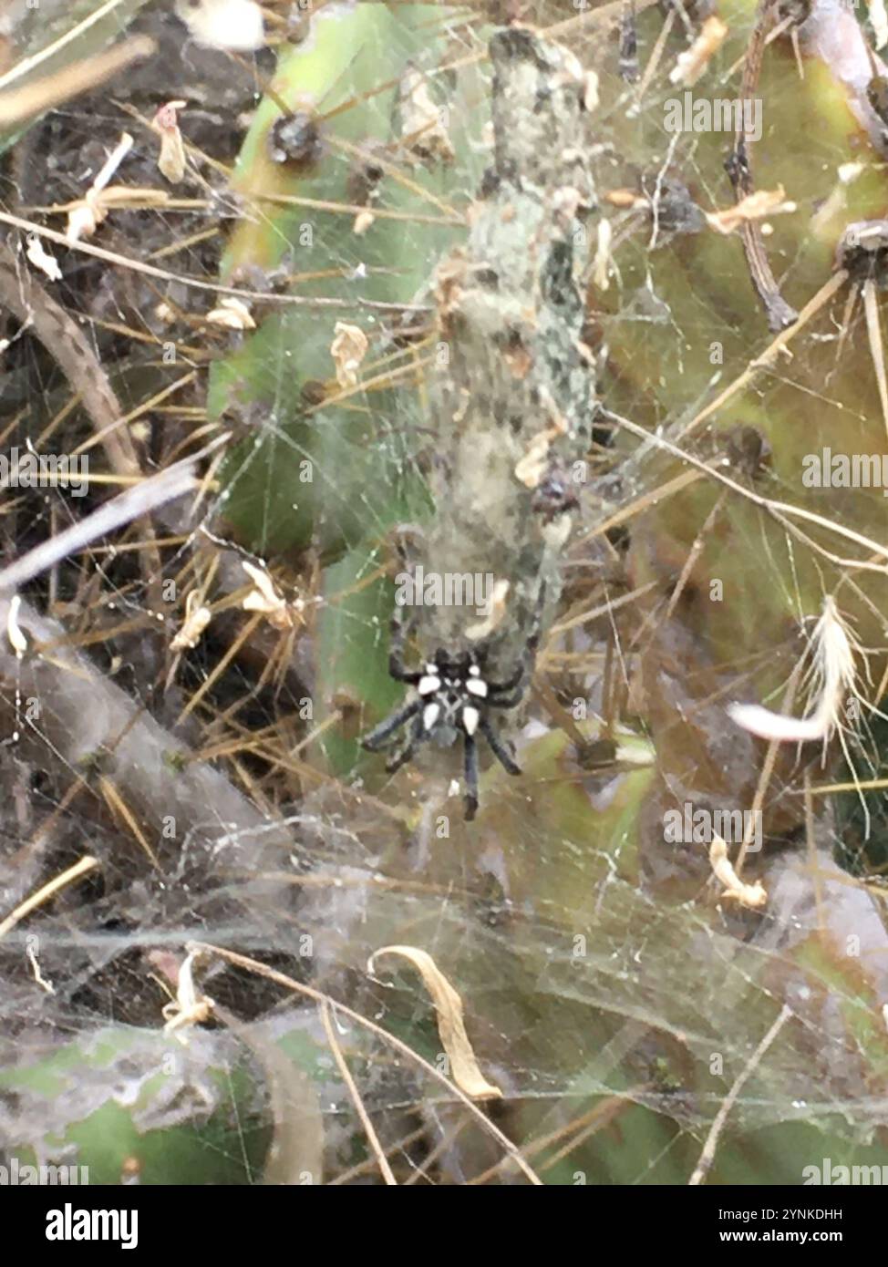 Tropical tent web spider hi-res stock photography and images - Alamy