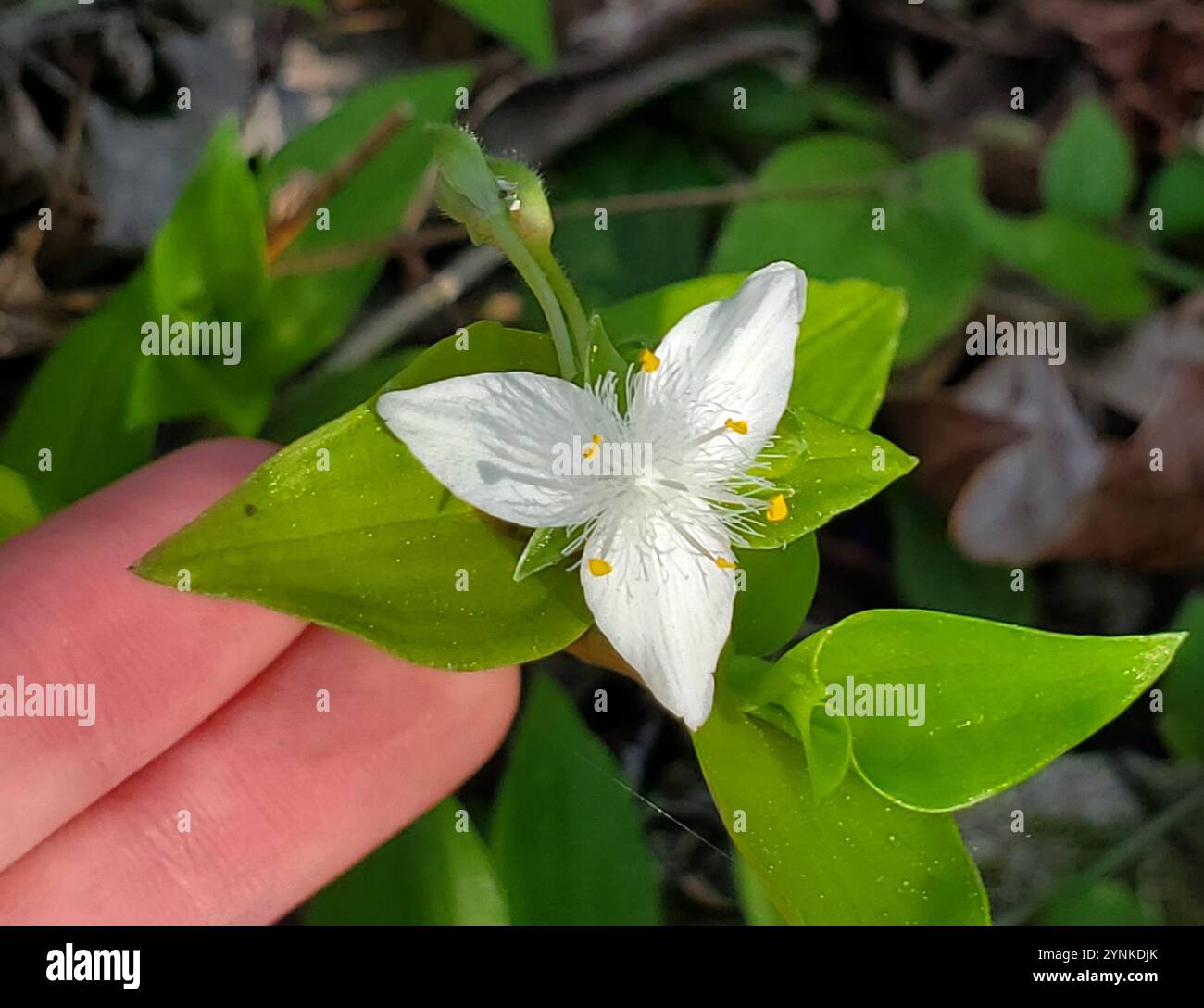 Small leaf Spiderwort Tradescantia Fluminensis Stock Photo Alamy Small leaf spiderwort tradescantia fluminensis stock photo alamy