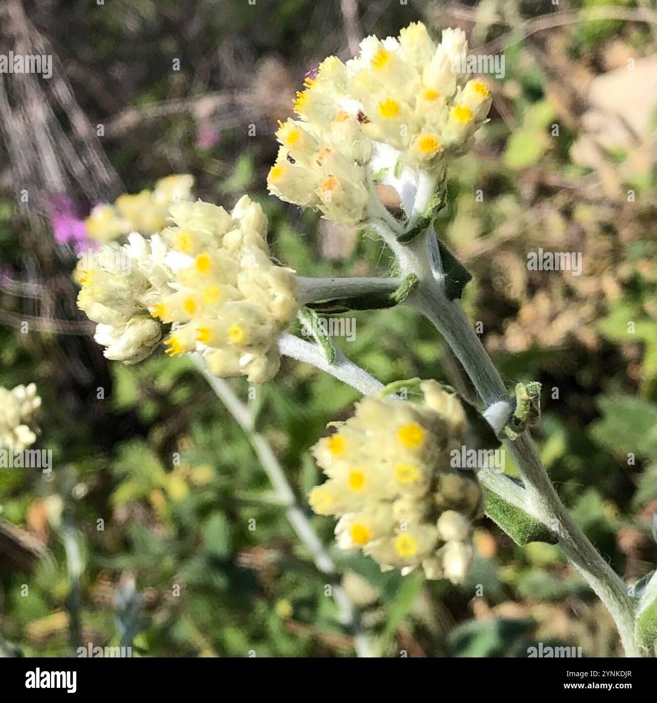 two color rabbit tobacco two-color rabbit tobacco (Pseudognaphalium biolettii) Plantae Stock Photo
