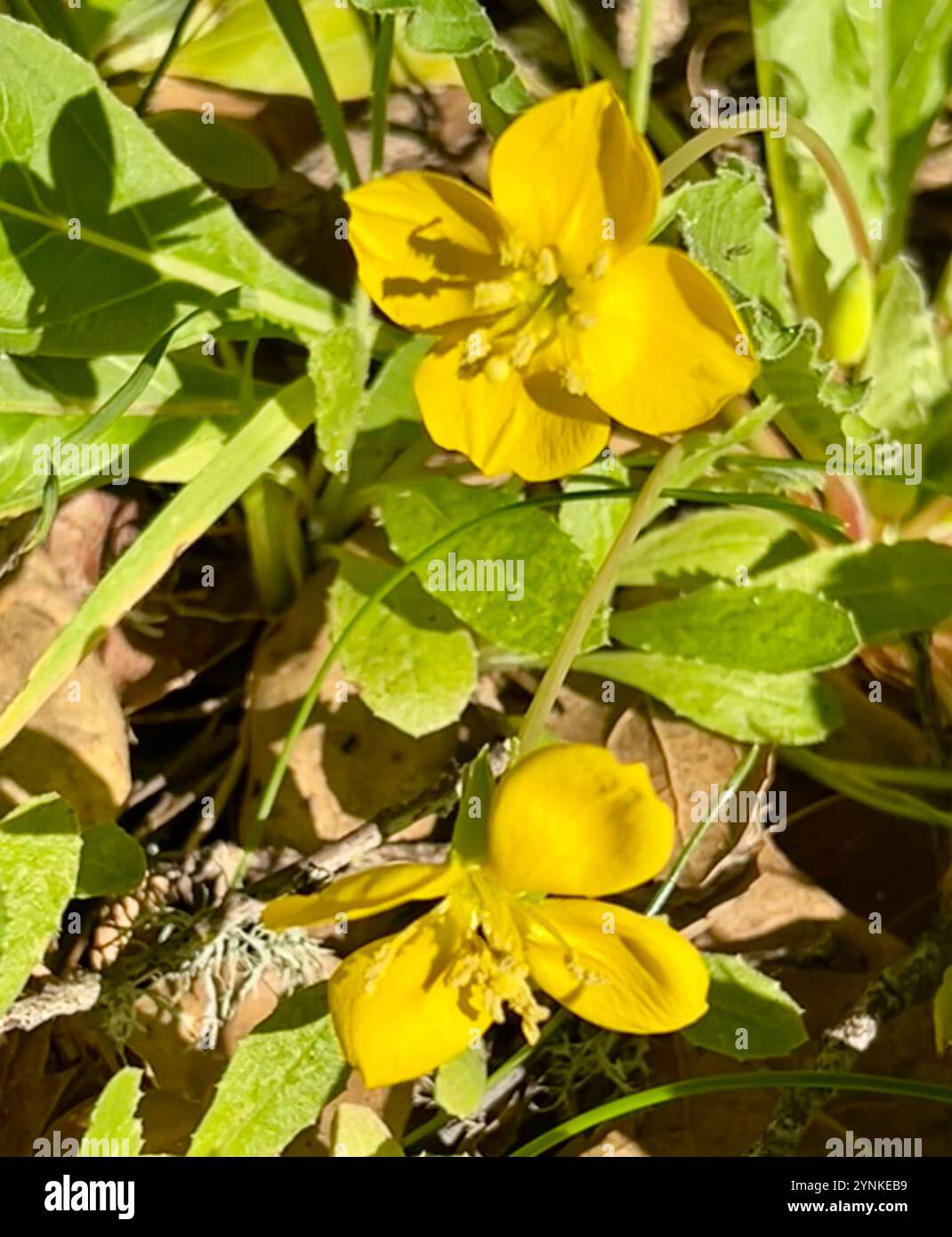 Sun Cup (Taraxia ovata Stock Photo - Alamy
