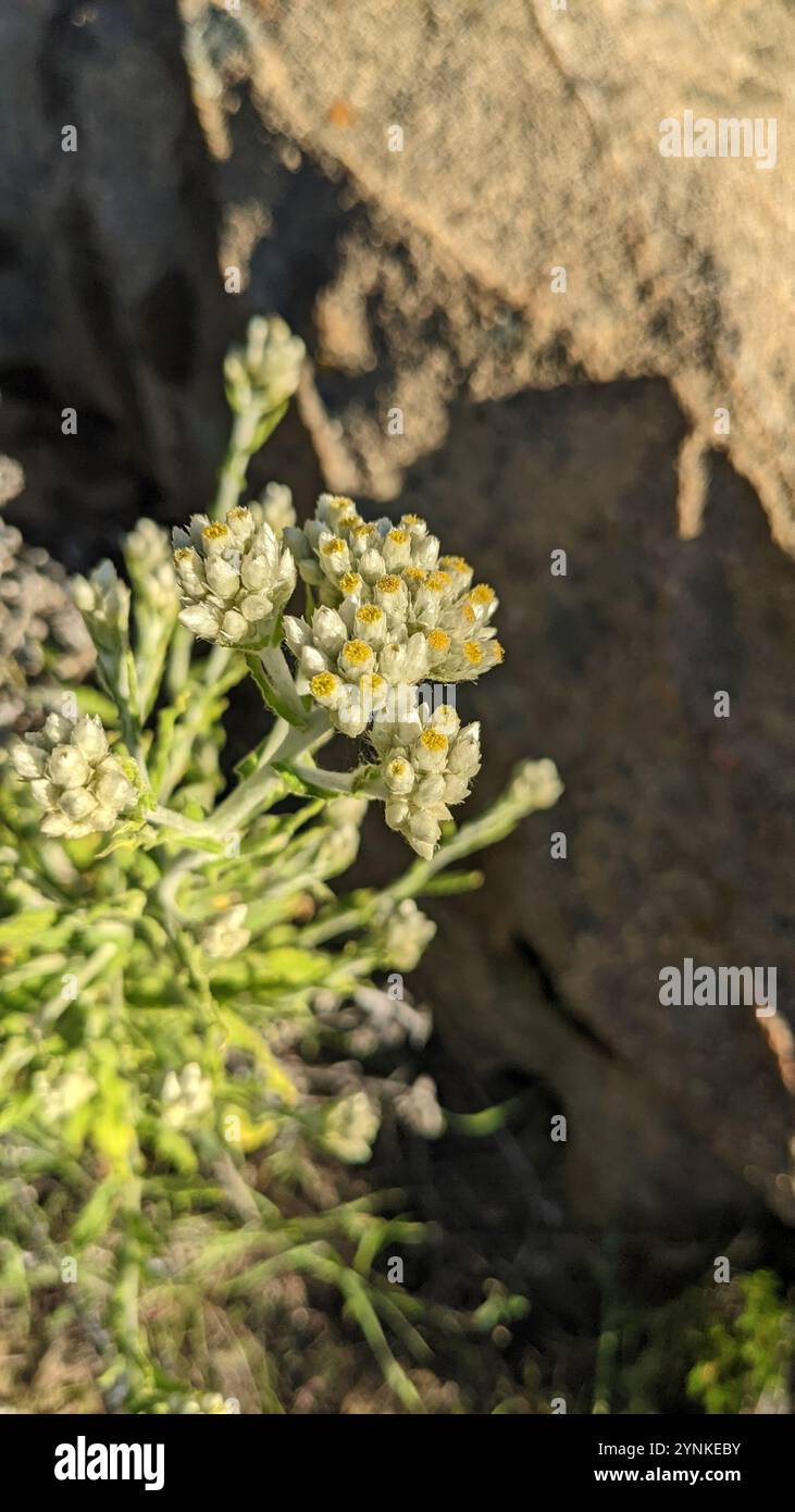 two color rabbit tobacco two-color rabbit tobacco (Pseudognaphalium biolettii) Plantae Stock Photo