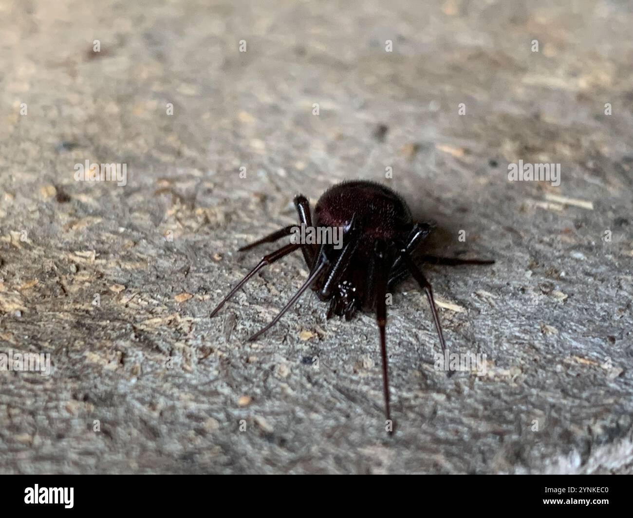 False Widow Spiders (Steatoda Stock Photo - Alamy