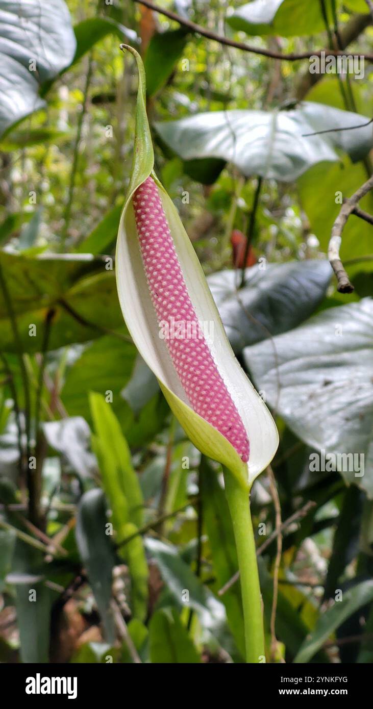 alocasia zebrina wild Alocasia zebrina for Sale