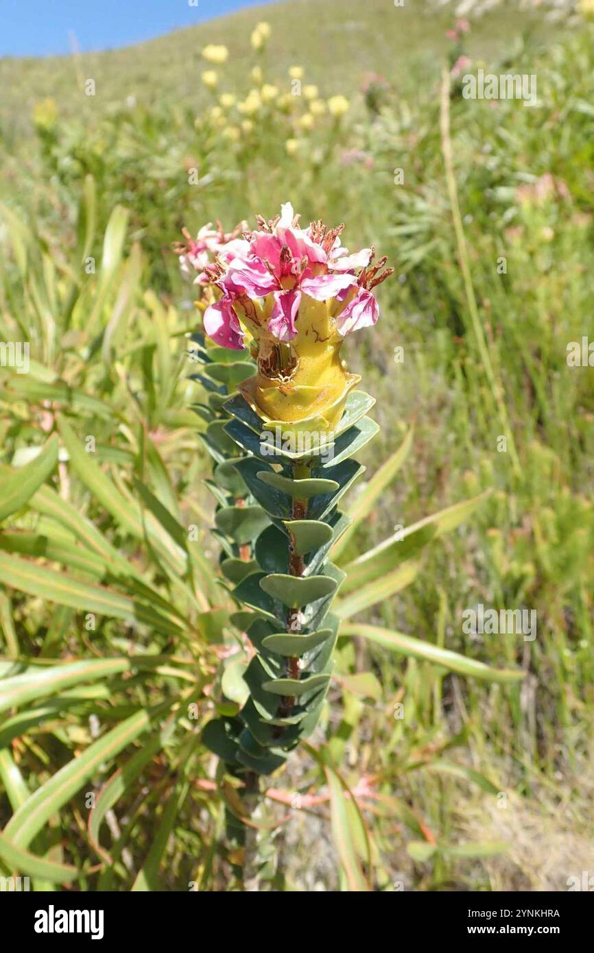 Salter (Saltera sarcocolla Stock Photo - Alamy