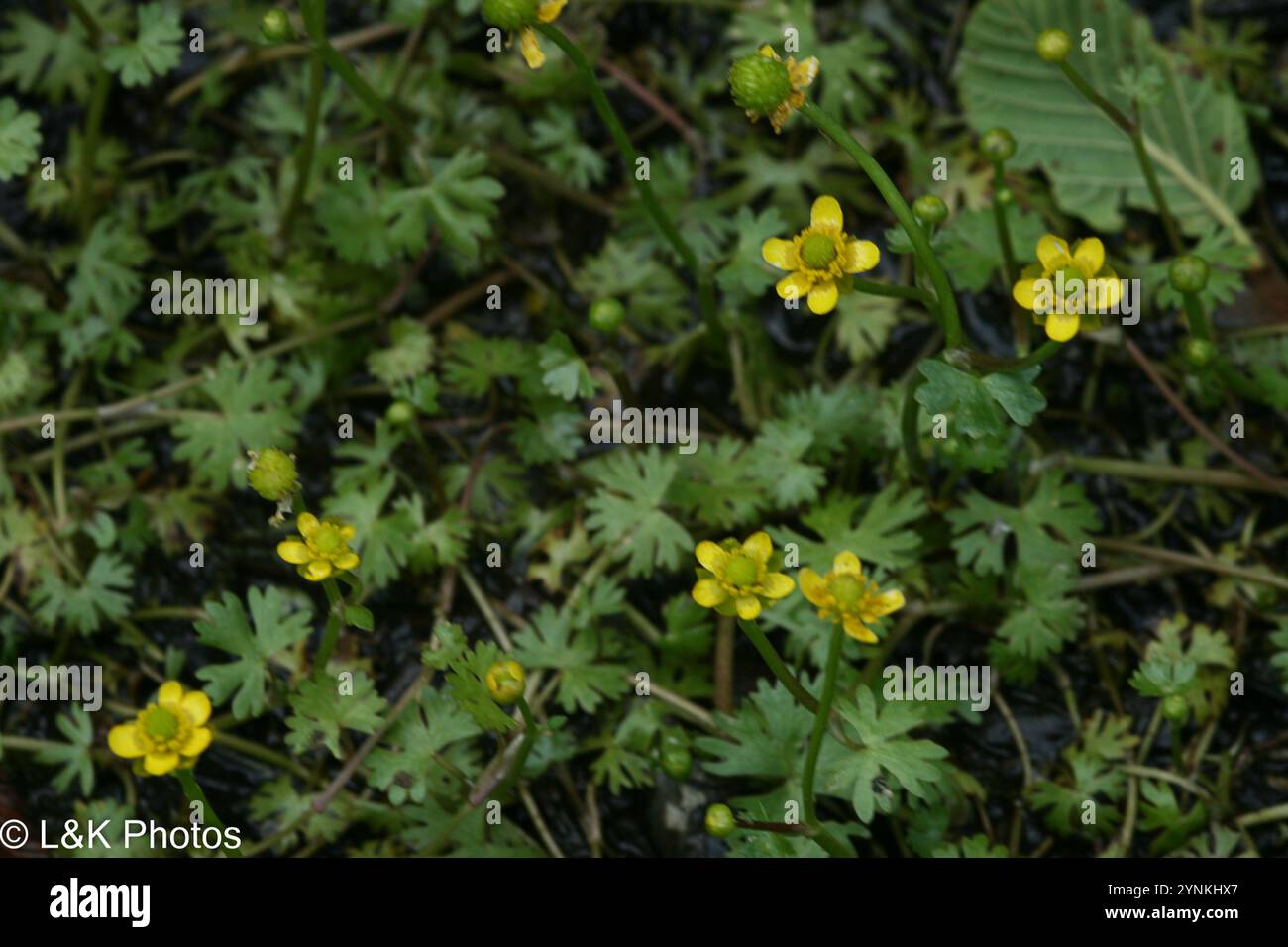 Small Yellow Water-crowfoot (Ranunculus gmelinii Stock Photo - Alamy