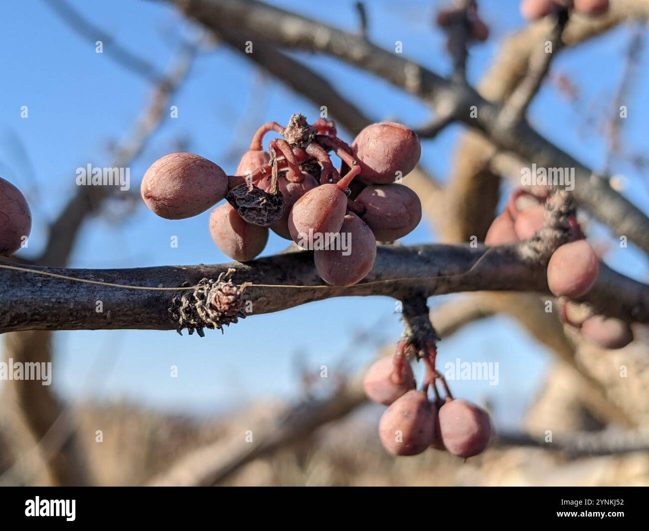 elephant tree (Bursera microphylla Stock Photo - Alamy