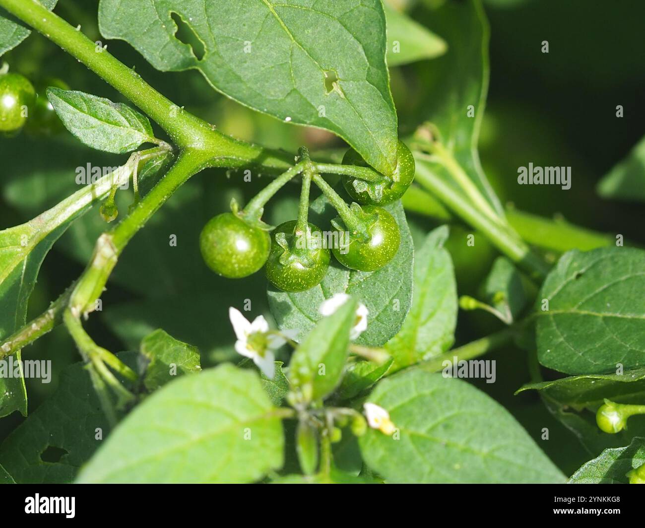 American black nightshade (Solanum americanum Stock Photo - Alamy