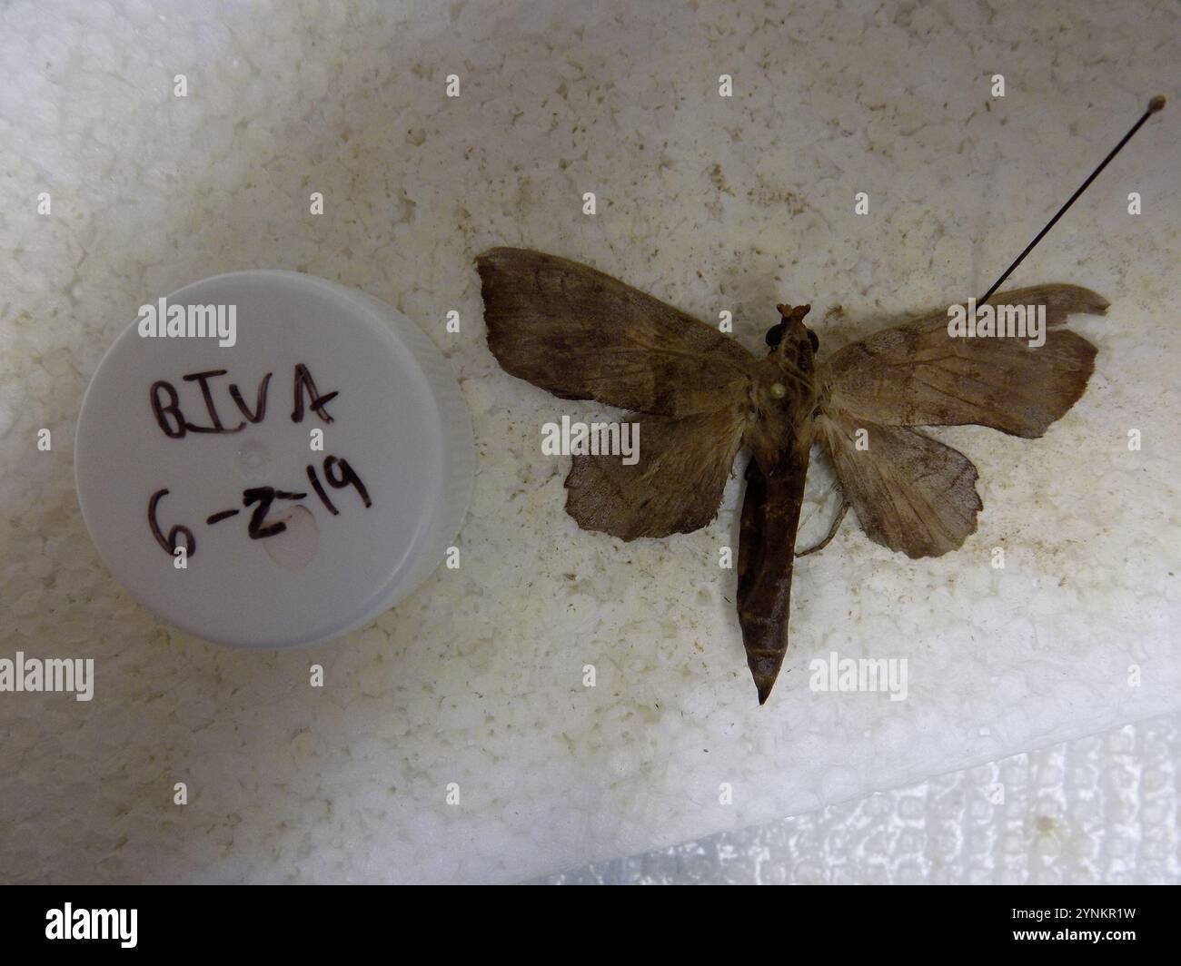Walnut Sphinx (Amorpha juglandis) Stock Photo