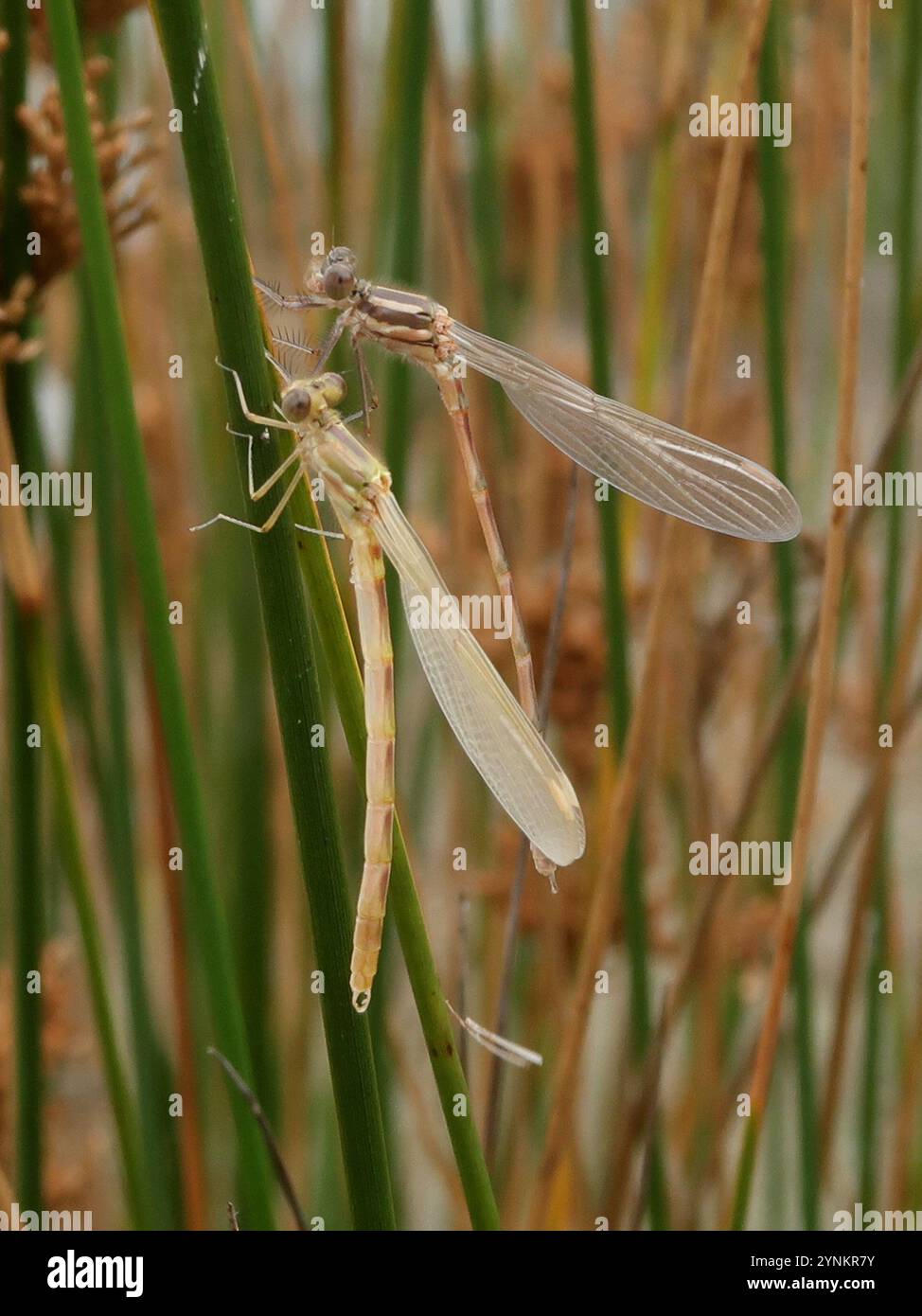 Blue Ringtail (Austrolestes annulosus Stock Photo - Alamy
