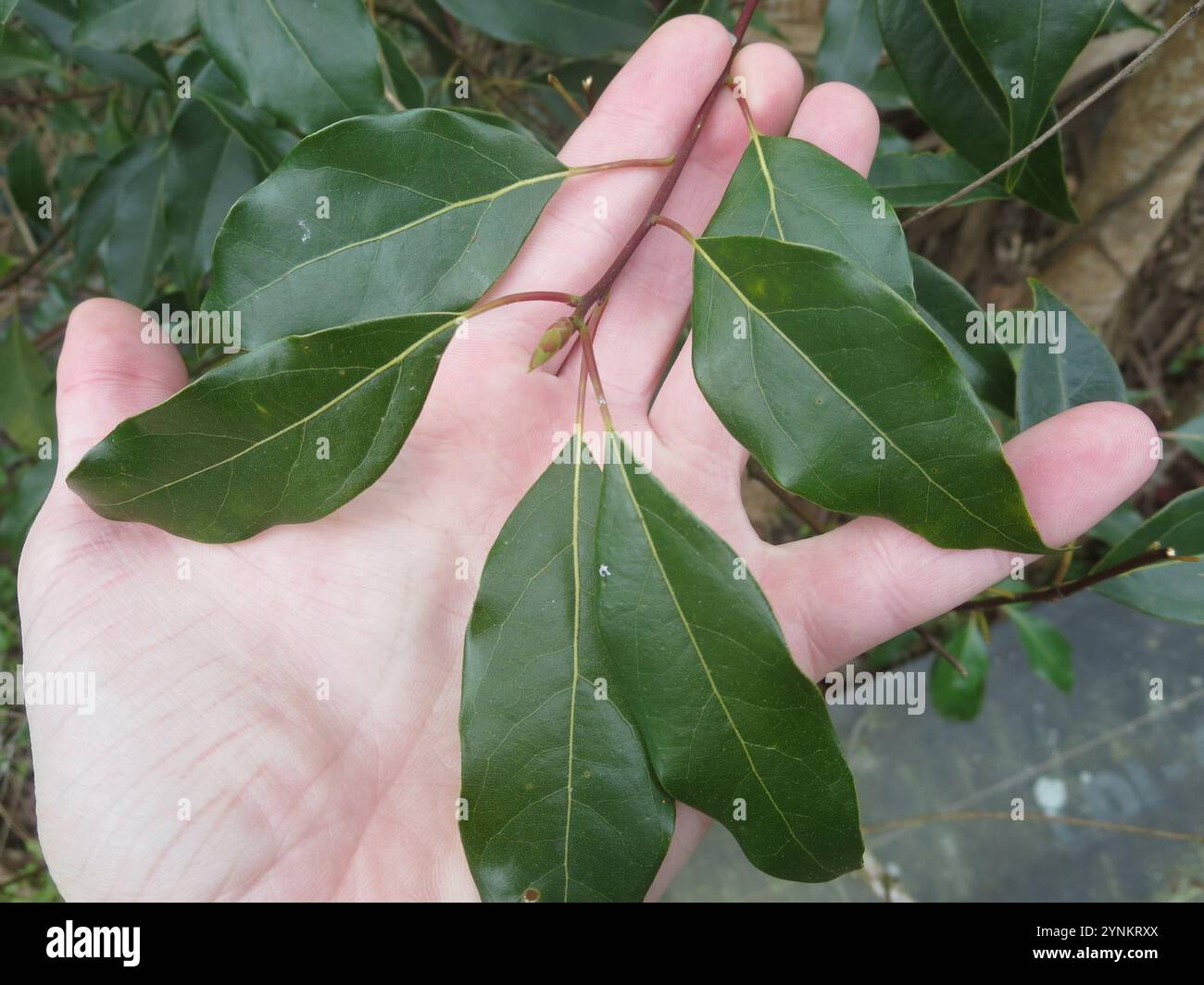 Camphor Tree (Cinnamomum camphora Stock Photo - Alamy