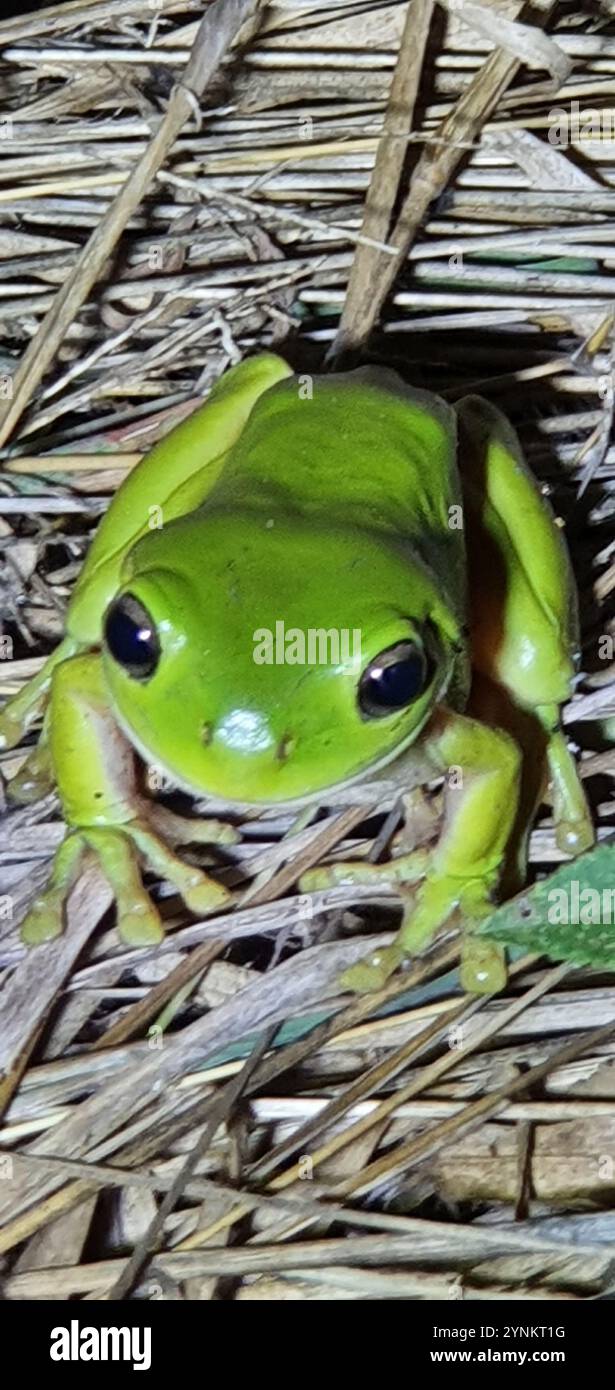 Australian Green Tree Frog (Ranoidea caerulea Stock Photo - Alamy