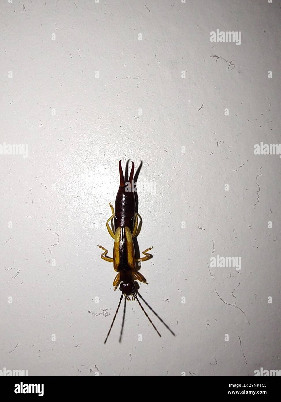 Durun Insect Doru hi-res stock photography and images - Alamy