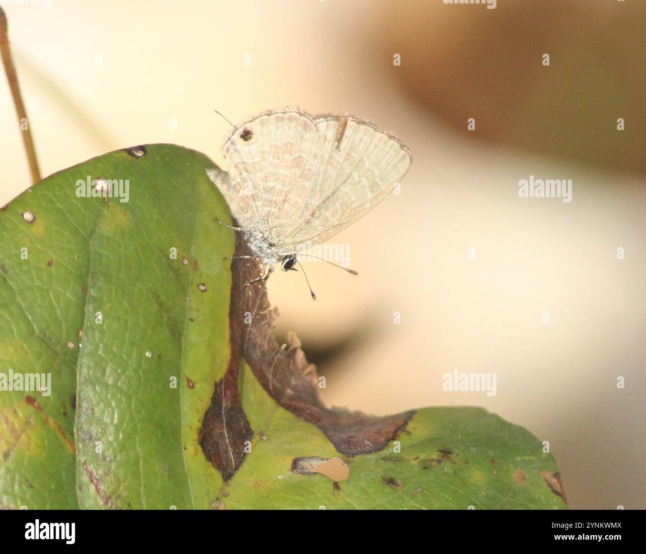 Common Line Blue Common Line Blue (Prosotas nora Stock Photo - Alamy