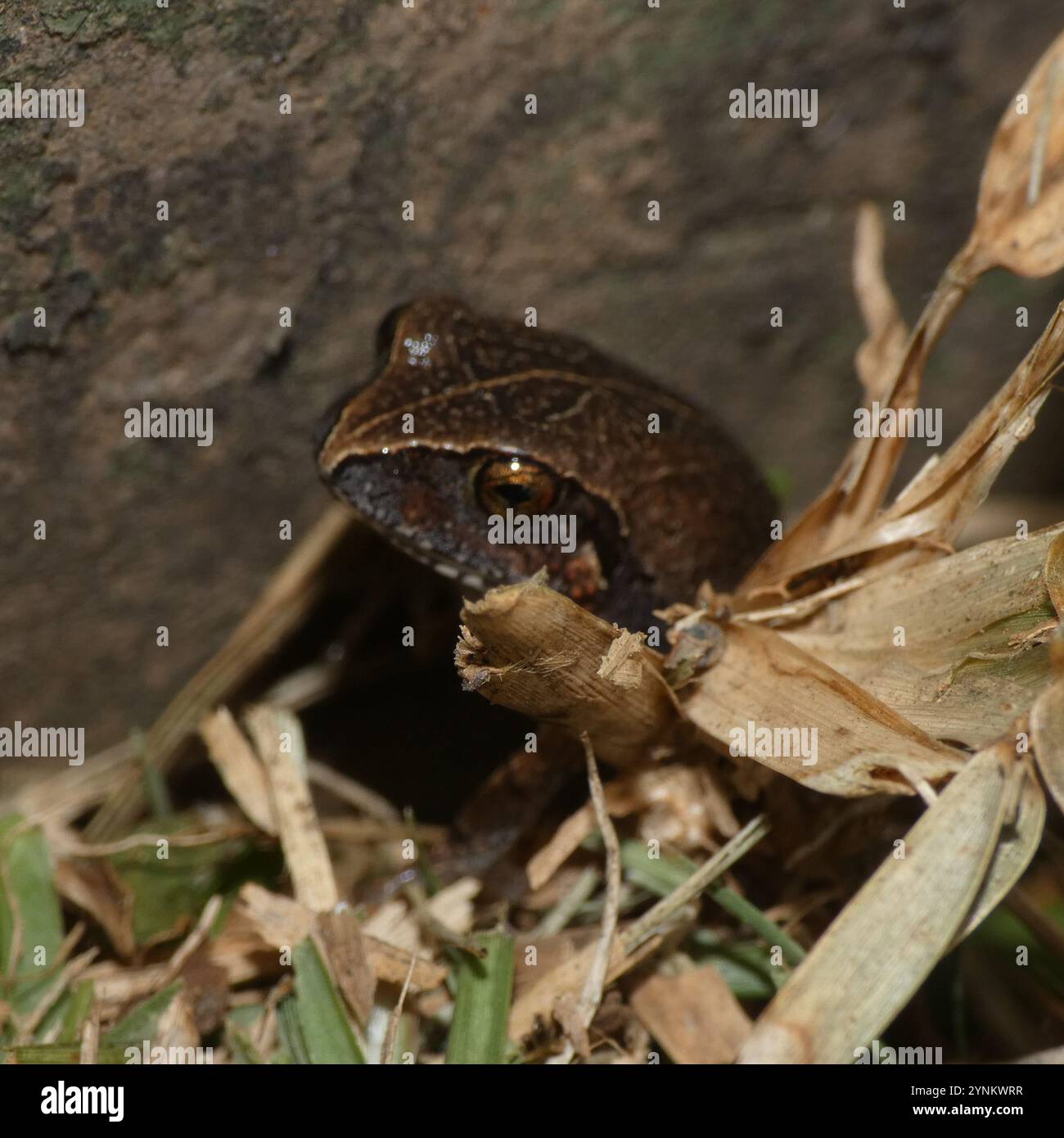 Common Squeaker (Arthroleptis stenodactylus Stock Photo - Alamy