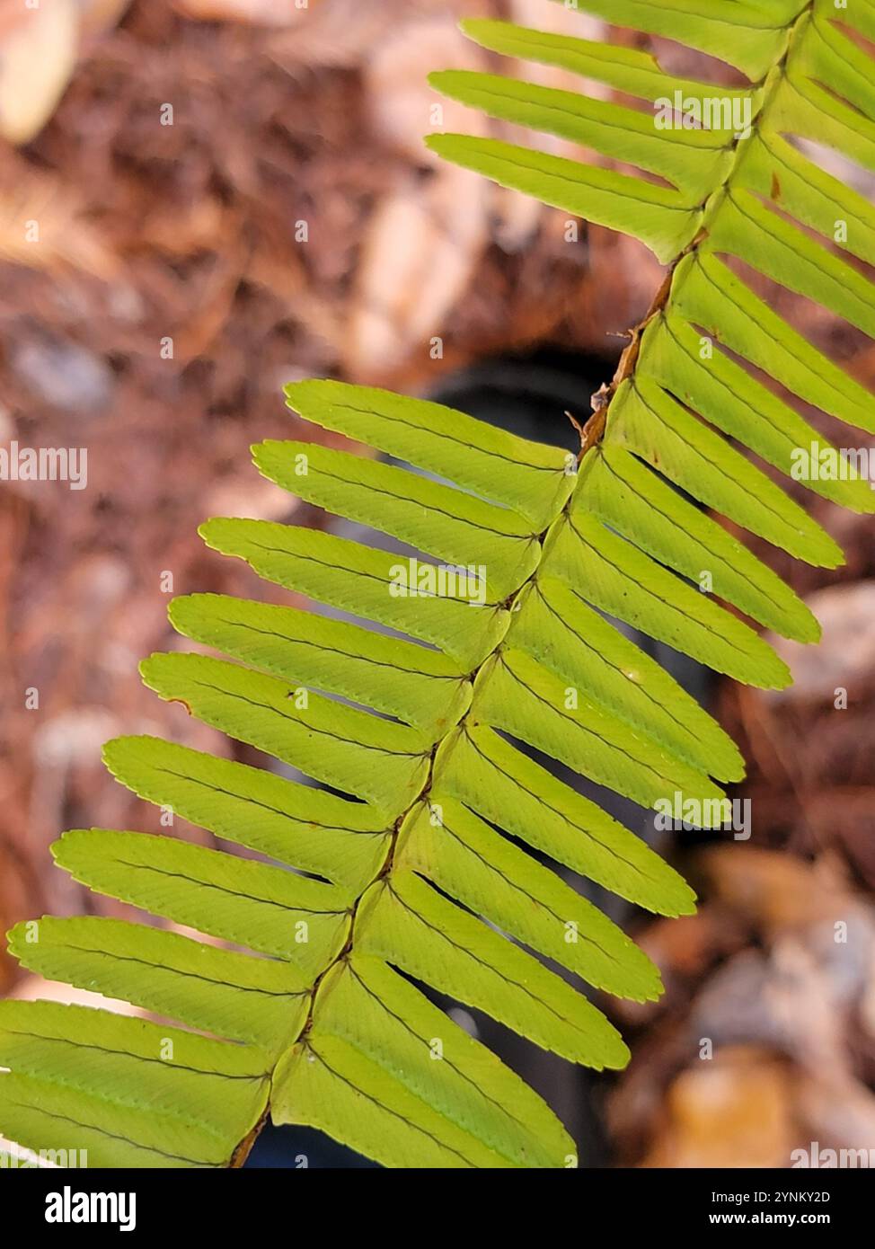 Fishbone Fern (Nephrolepis cordifolia Stock Photo - Alamy