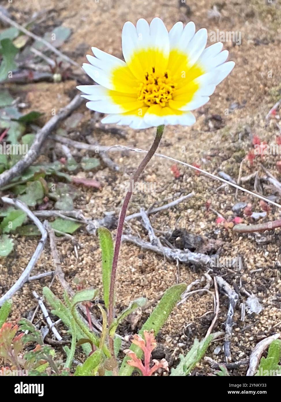 tidy tips (Layia platyglossa Stock Photo - Alamy