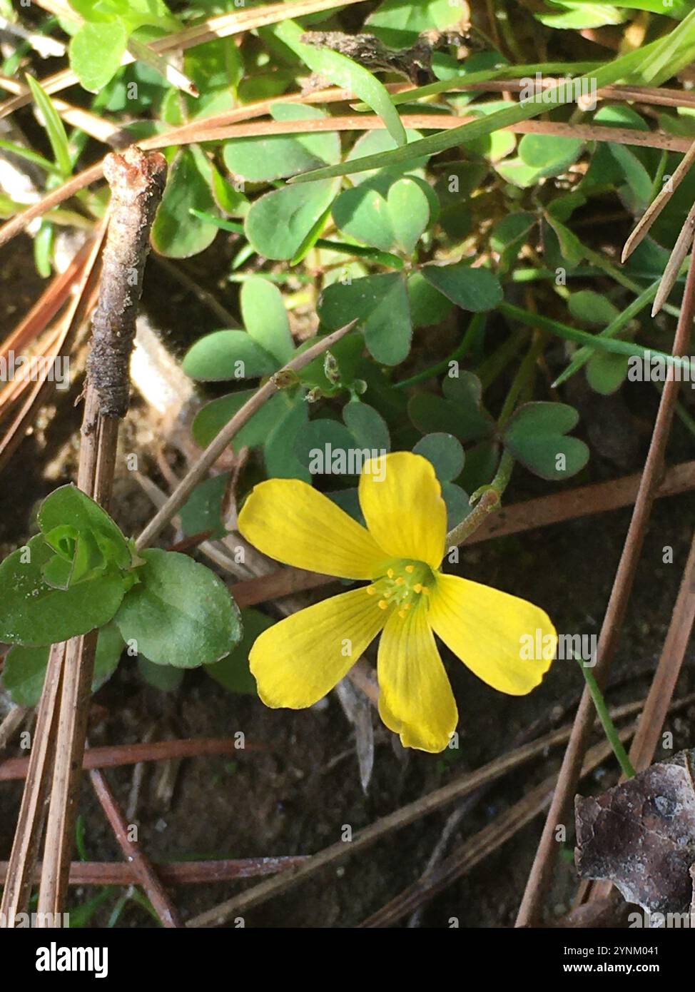 Creeping Woodsorrel Oxalis Corniculata Stock Photo Alamy