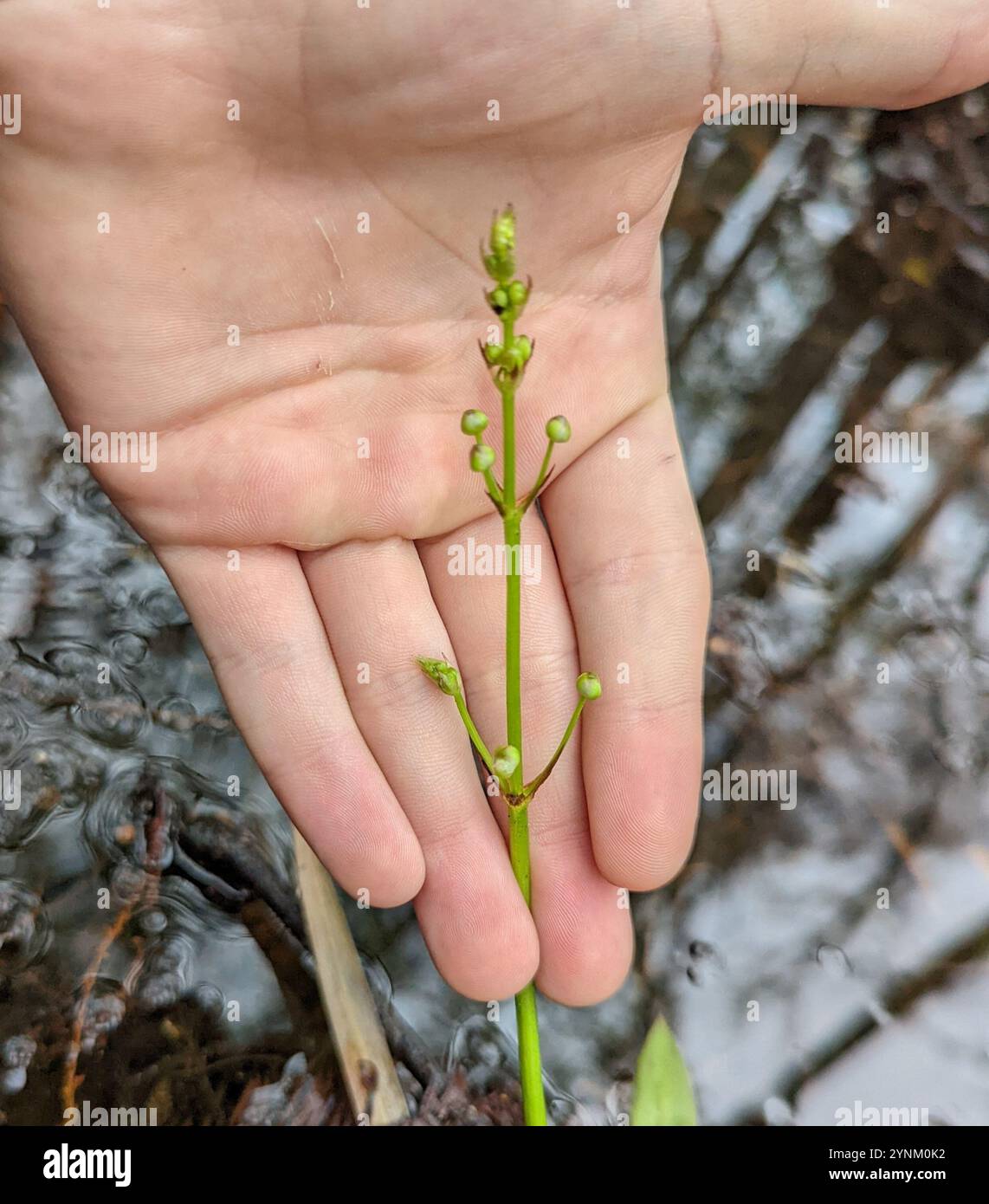 Chapman's Arrowhead (Sagittaria chapmanii) Stock Photo