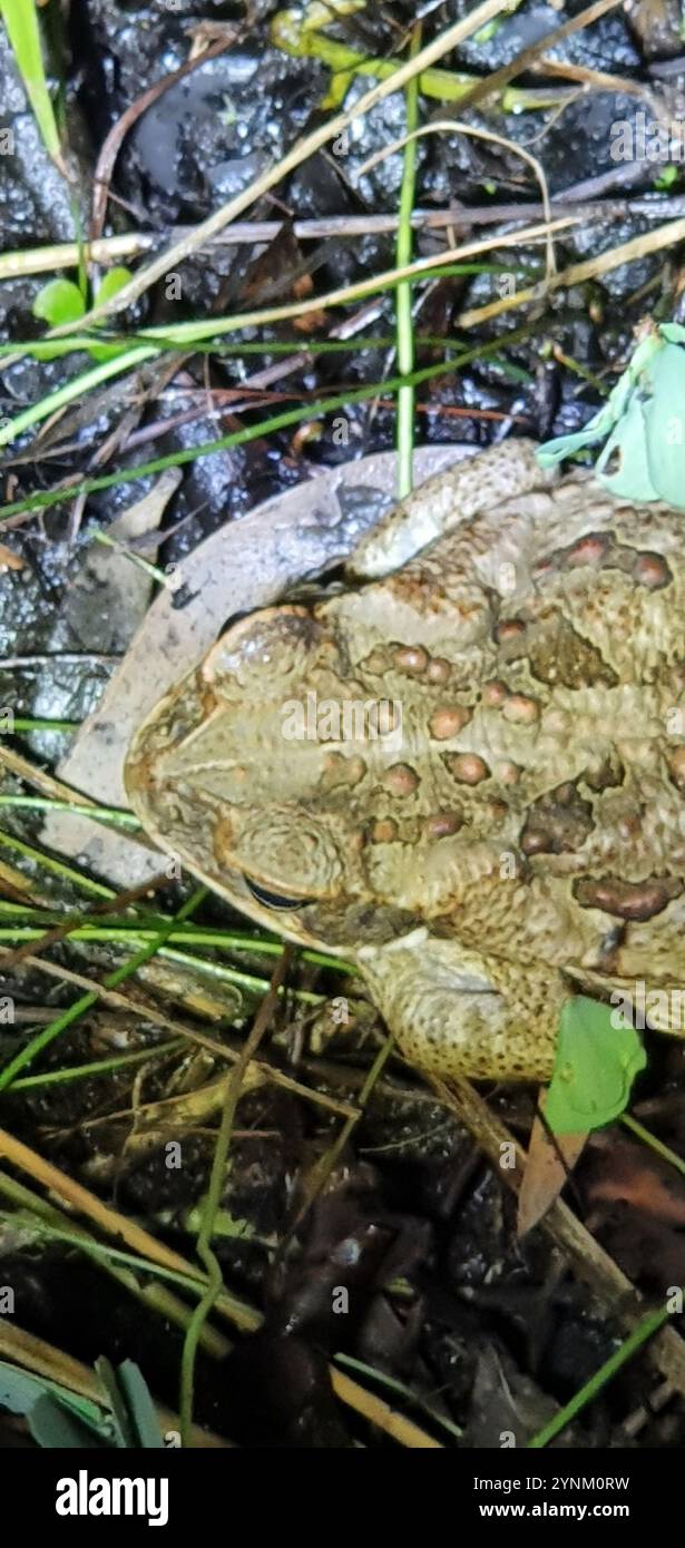 Cane Toad (Rhinella marina Stock Photo - Alamy