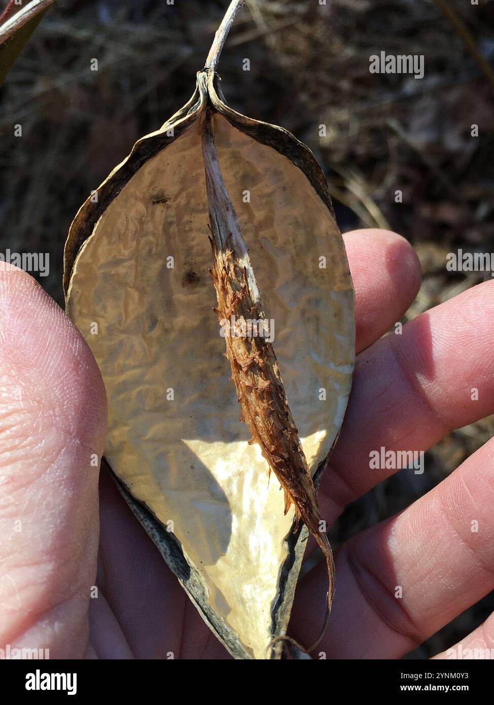 Suberosus hi-res stock photography and images - Alamy