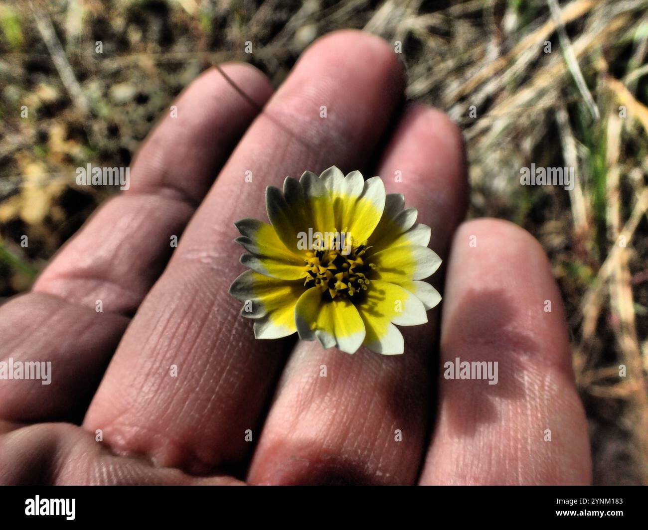 tidy tips (Layia platyglossa Stock Photo - Alamy