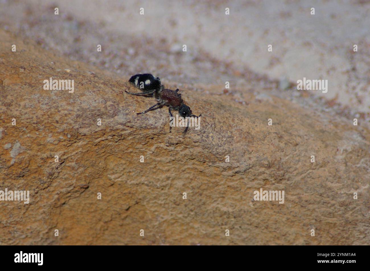 (Dolichomutilla sycorax) Stock Photo