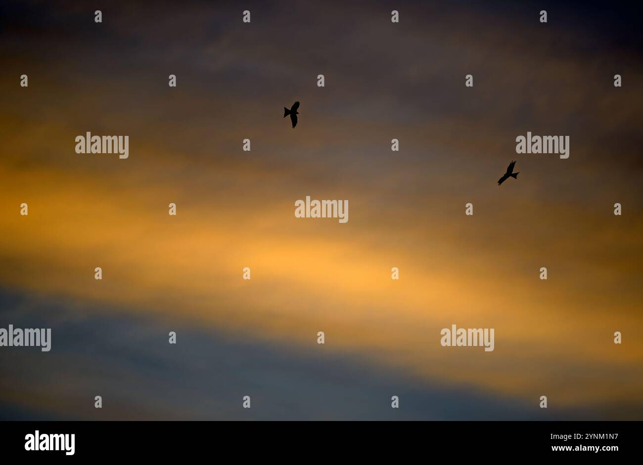 Red kites (Milvus milvus)  towards the evening sky. Stock Photo