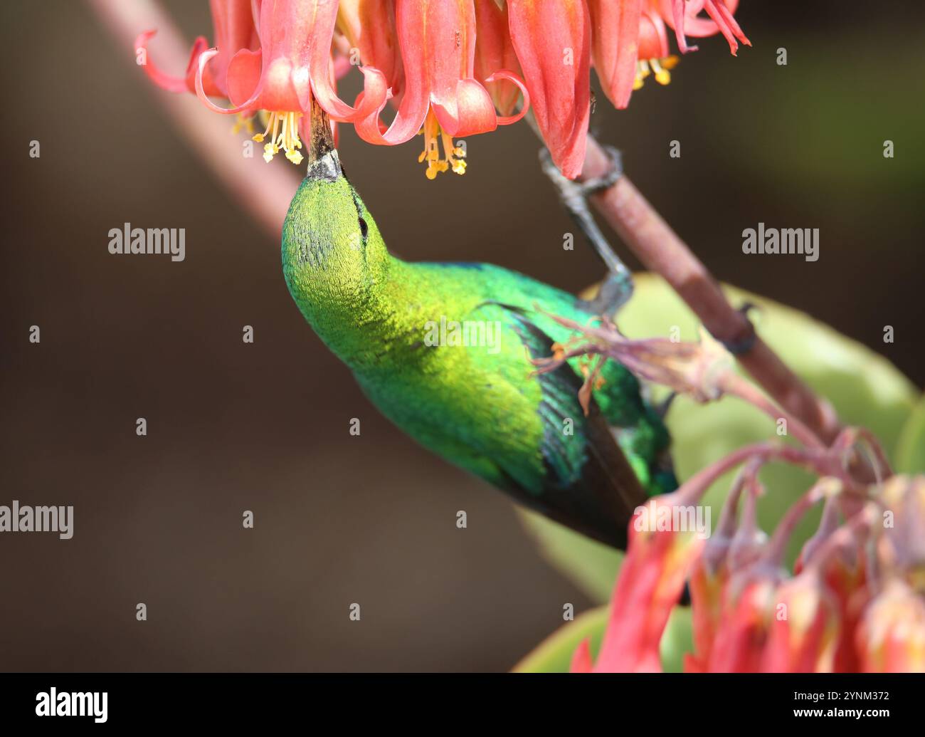 Visiting west africa hi-res stock photography and images - Alamy