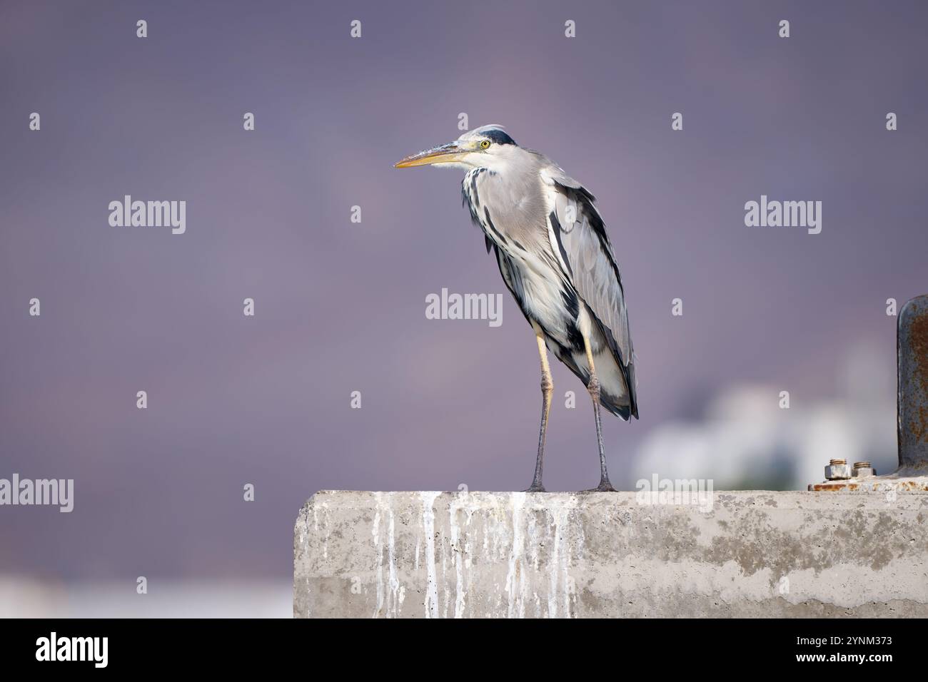 Grey Heron (Ardea cinerea) standing in crouched posture on a quay wall Stock Photo