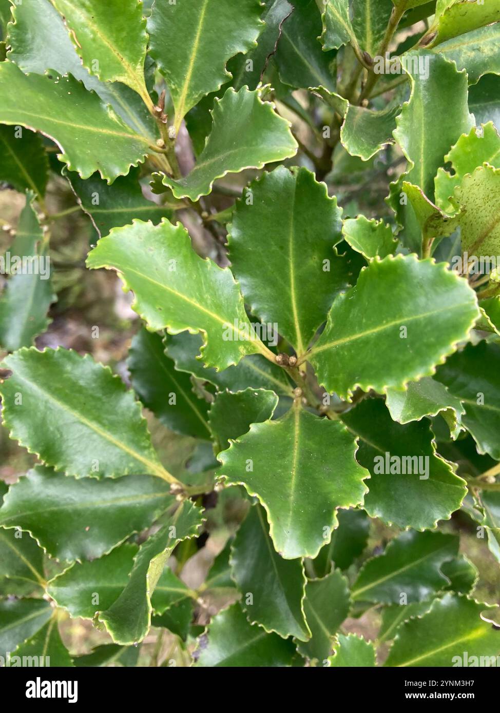 Laurelia novae zelandiae hi-res stock photography and images - Alamy