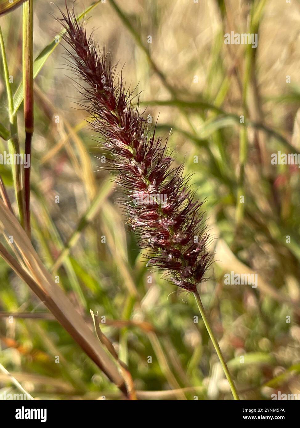 Cenchrus ciliaris hi-res stock photography and images - Alamy
