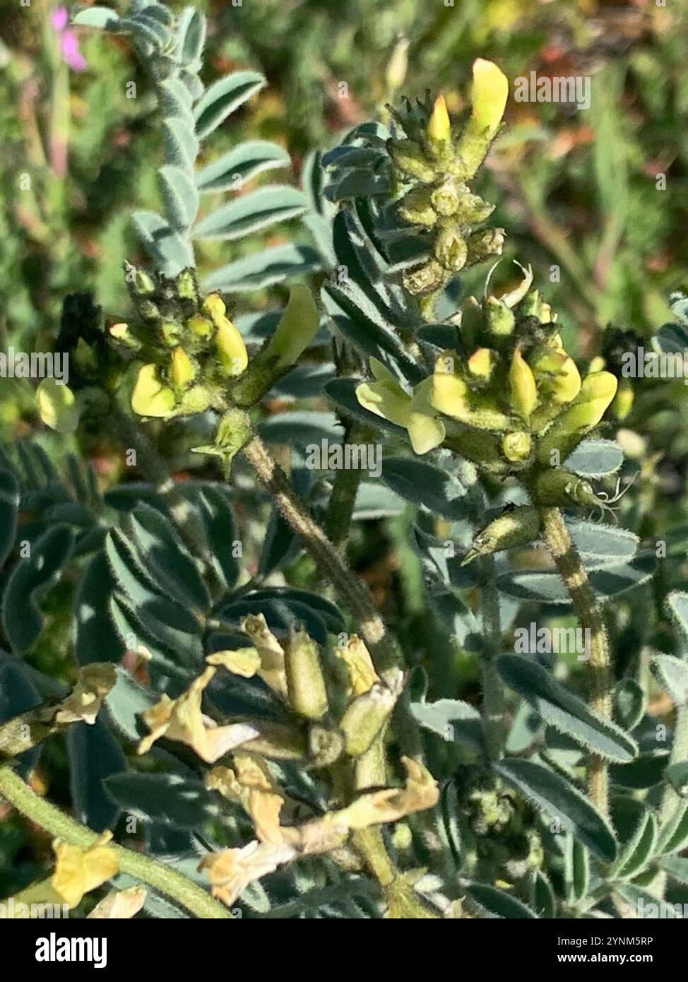 Freckled milkvetch hi-res stock photography and images - Alamy