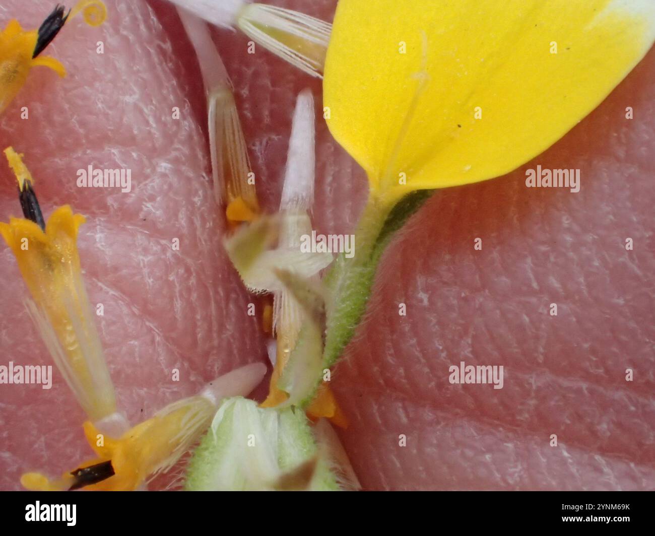 tidy tips (Layia platyglossa Stock Photo - Alamy