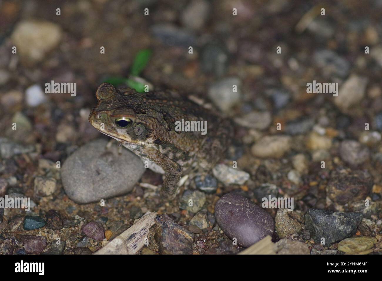 Giant Toad (Rhinella horribilis Stock Photo - Alamy