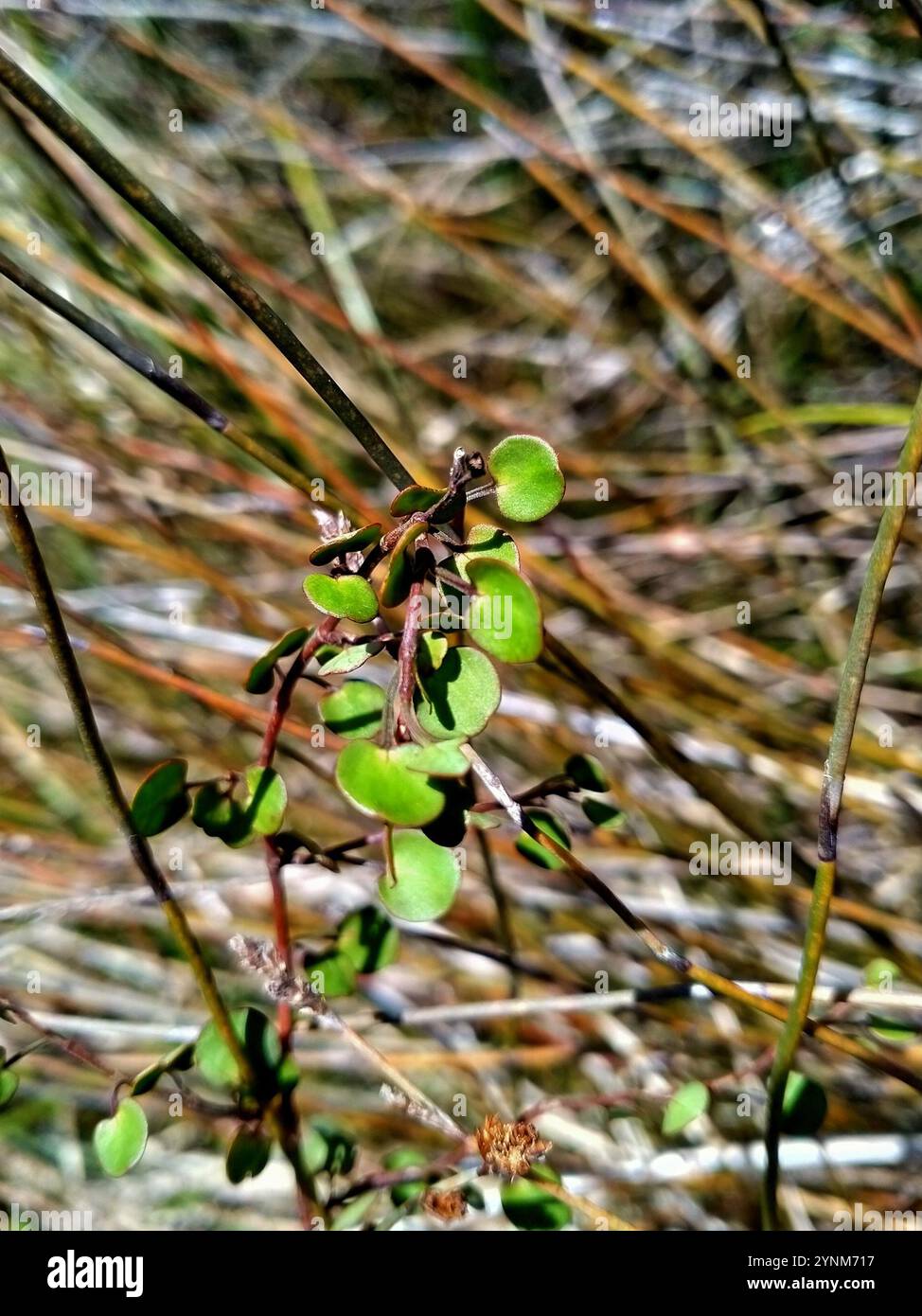 Scrambling pohuehue (Muehlenbeckia complexa) Stock Photo