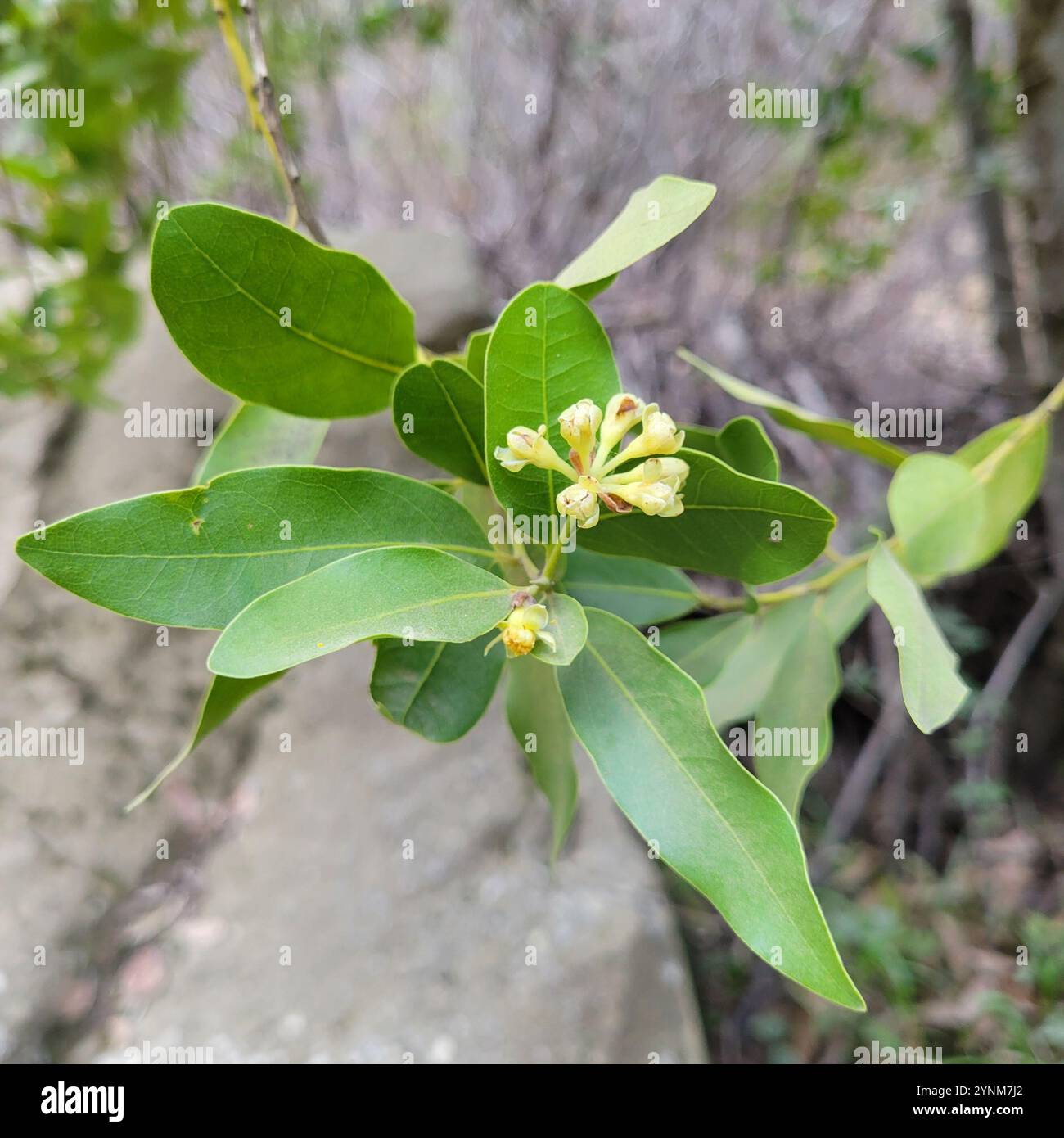 California bay (Umbellularia californica Stock Photo - Alamy
