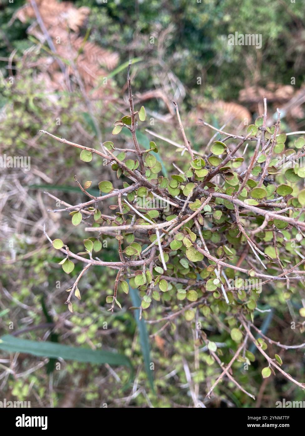 Twiggy coprosma (Coprosma rhamnoides Stock Photo - Alamy