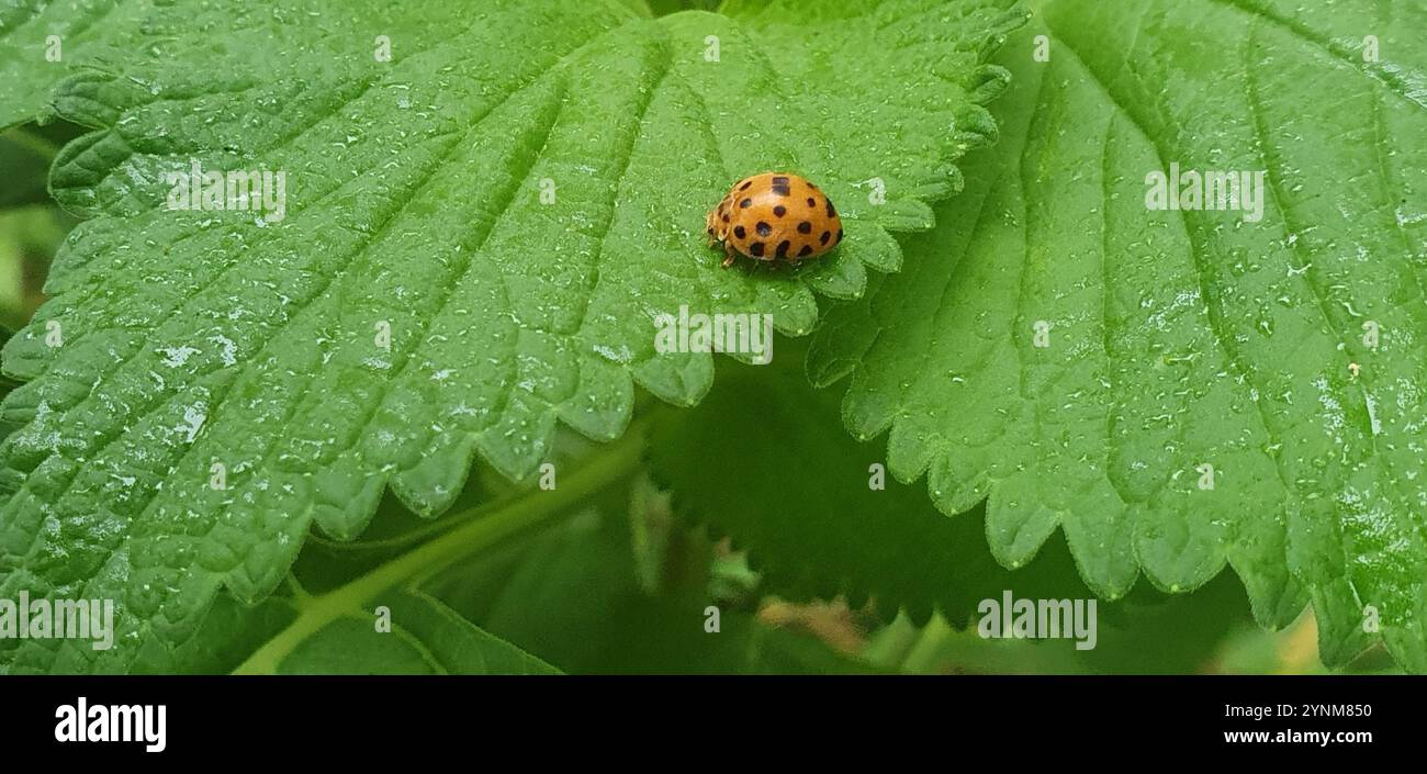Vigintioctopunctata hi-res stock photography and images - Alamy