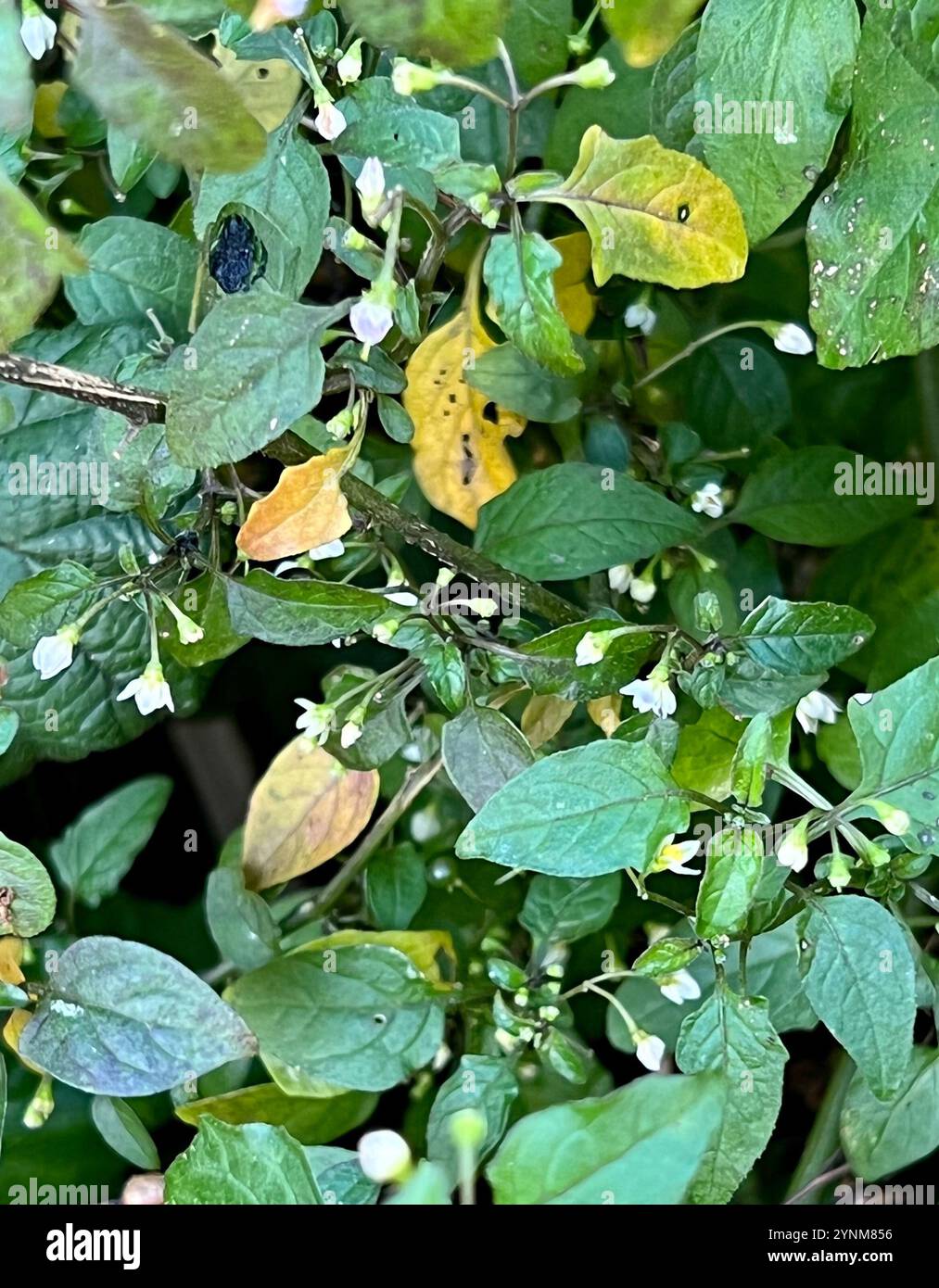 Black Nightshade Complex (Solanum nigrum Stock Photo - Alamy