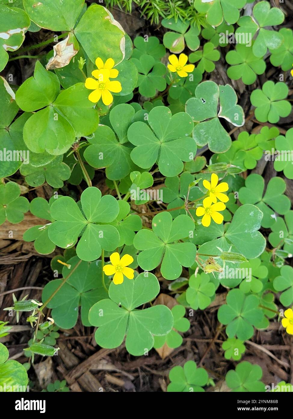 Creeping Woodsorrel Oxalis Corniculata Stock Photo Alamy