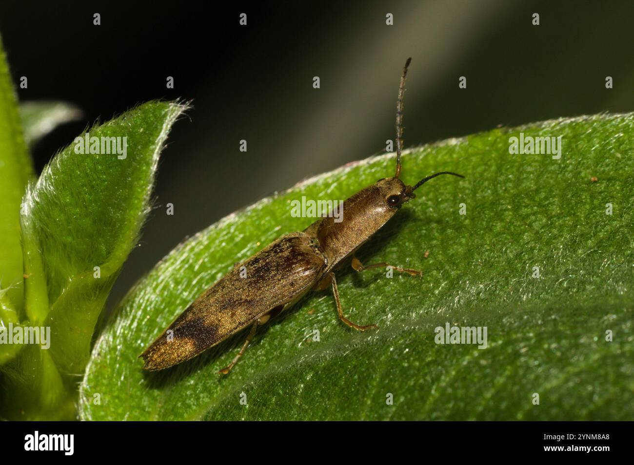 Monocrepidius hi-res stock photography and images - Alamy