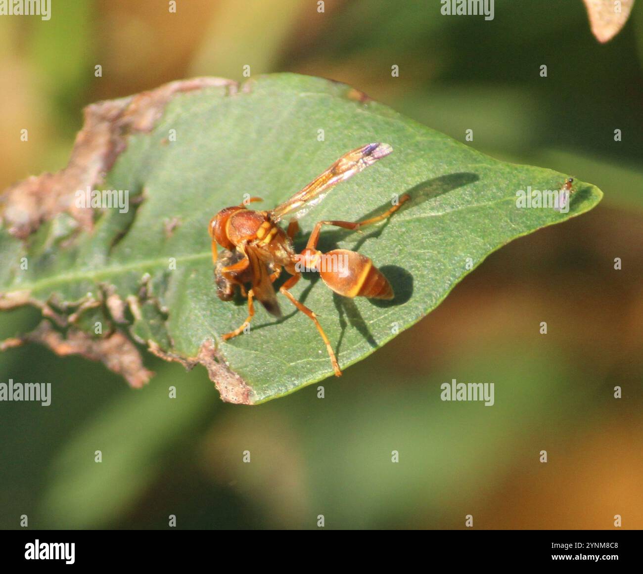 Ropalidia marginata hi-res stock photography and images - Alamy